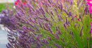 Masz lawendę w ogrodzie? Zrób w lipcu, a wkrótce zachwyci