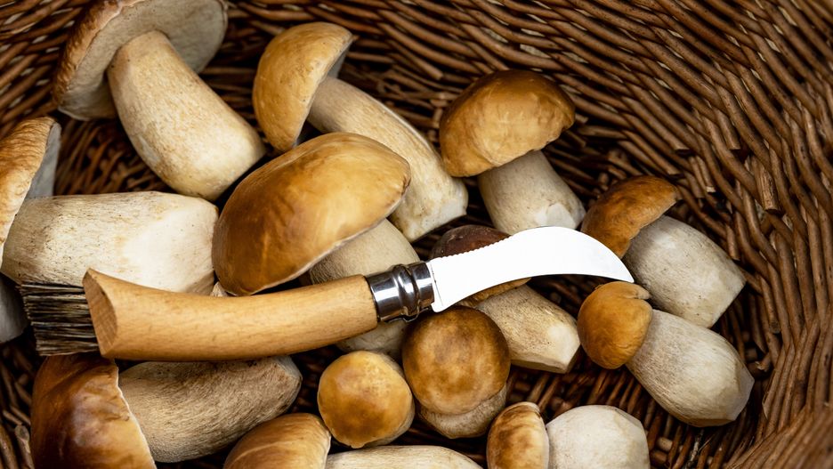 boletus, boletus edulis, king bolete, mushroom, basket, knife, top view, background, edible mushroom, close-up, steinpilz, food, food photography, autumn, black forest, forest, germany, edible, fresh, nature, natural, cook, healthy, delicacy, many, different, autumnal, picking, organic, cap
