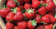 Jakie truskawki są najsłodsze? Koniec z kwaśnymi lub pozbawionymi smaku owocami