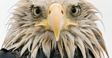 Zdjęcia finalistów Wildlife Photographer of the Year 2017 to mistrzostwo fotografii przyrody