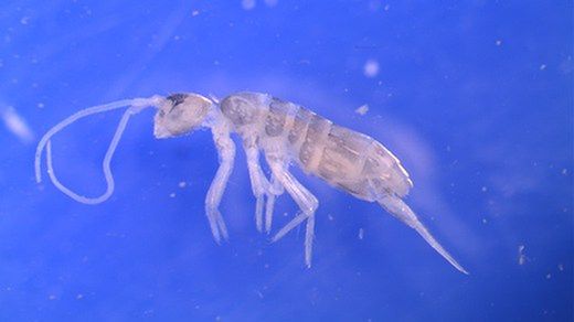 Odkryto zwierzę żyjące 2 km pod ziemią 1