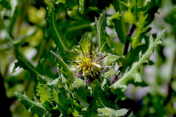 Drapacz lekarski to roślina zielna z rodziny astrowatych, która swoją nazwę zawdzięcza kolczastym liściom