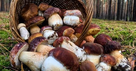 Jak nie pomylić kani z muchomorem? Edukacyjna wystawa grzybów na Placu Litewskim