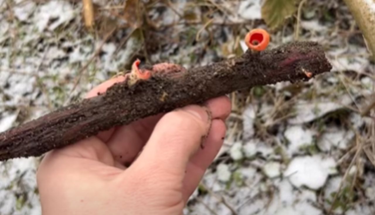 Wypatrzył je w lesie. "Mamy to". Nagranie obiega sieć