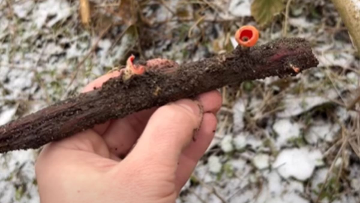 Znalazł czarki w lesie. Pokazał filmik.