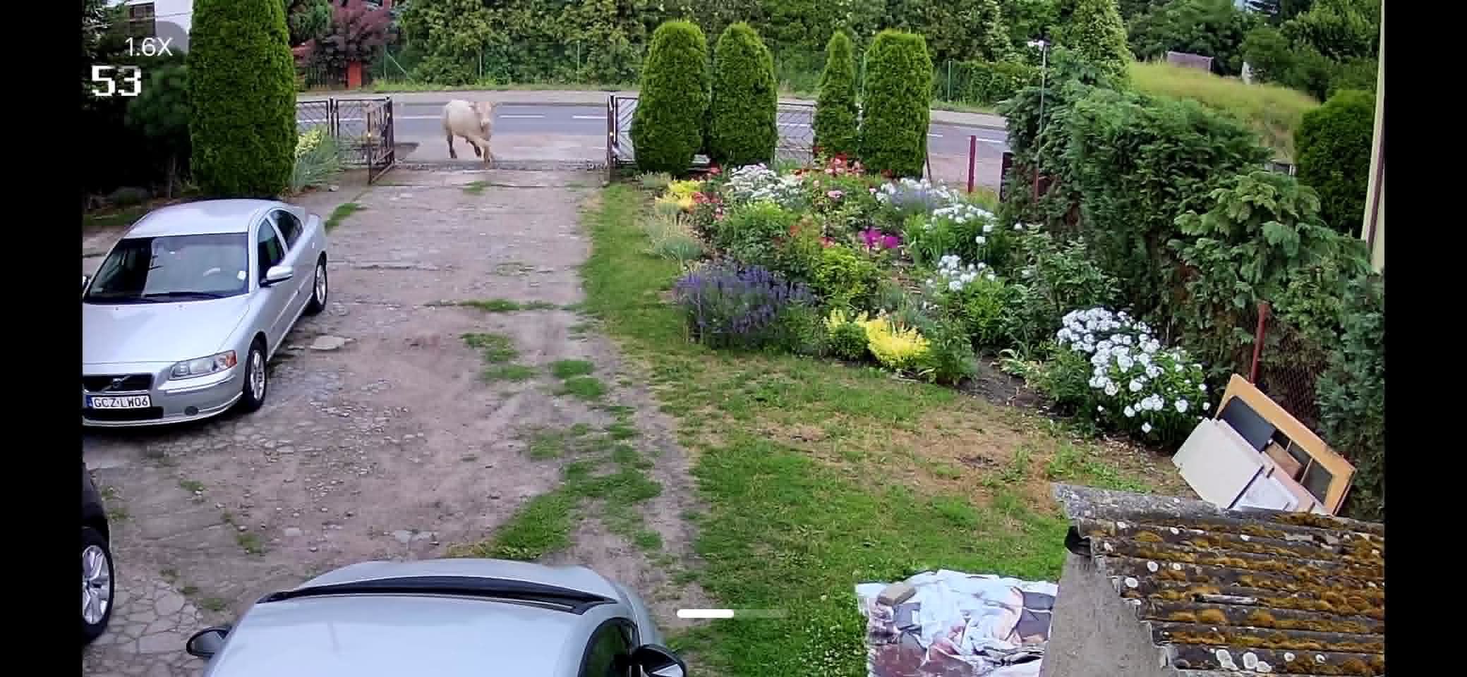 Byk z impetem wbiegł na teren posesji