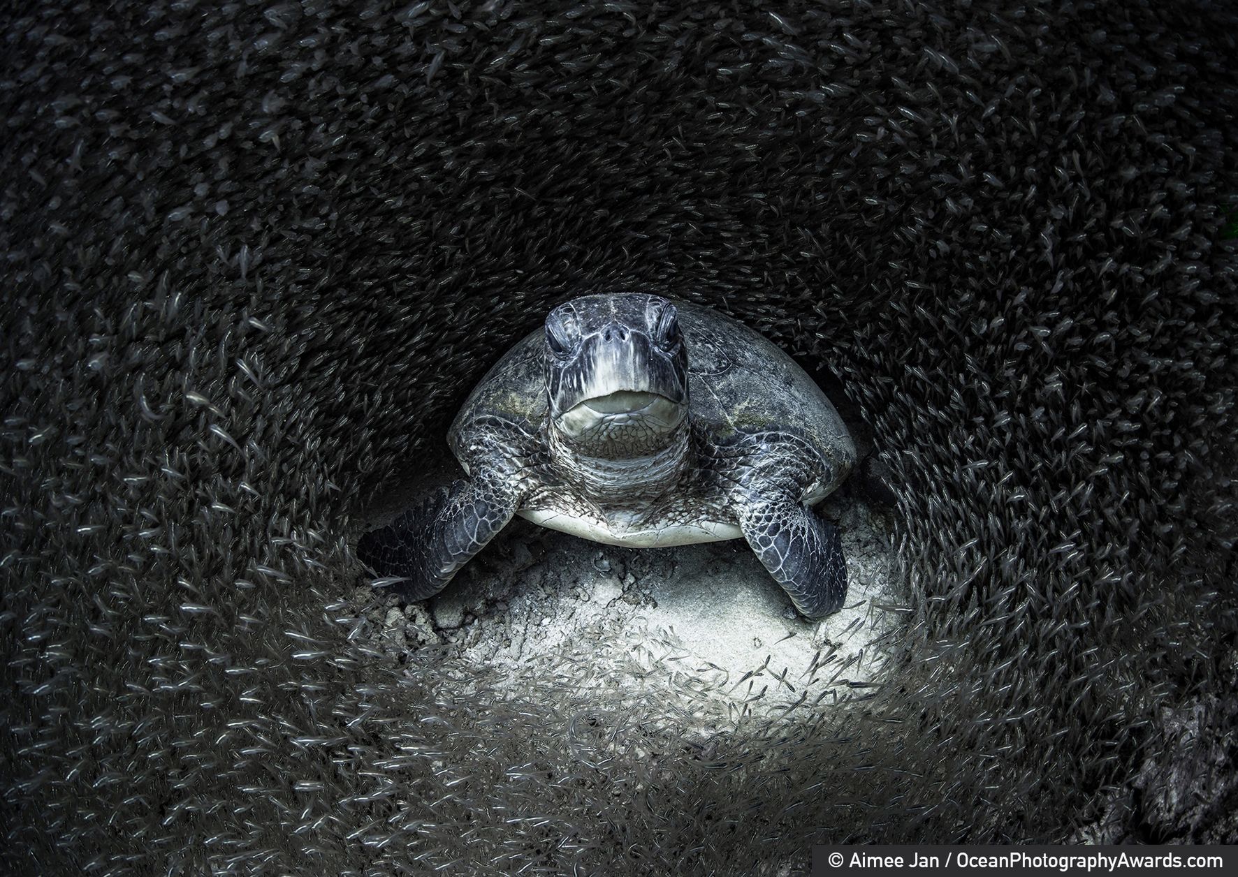 Najpiękniejsze zdjęcia oceaniczne, jakie zobaczysz. Aż nie chce się wierzyć, że są prawdziwe 2