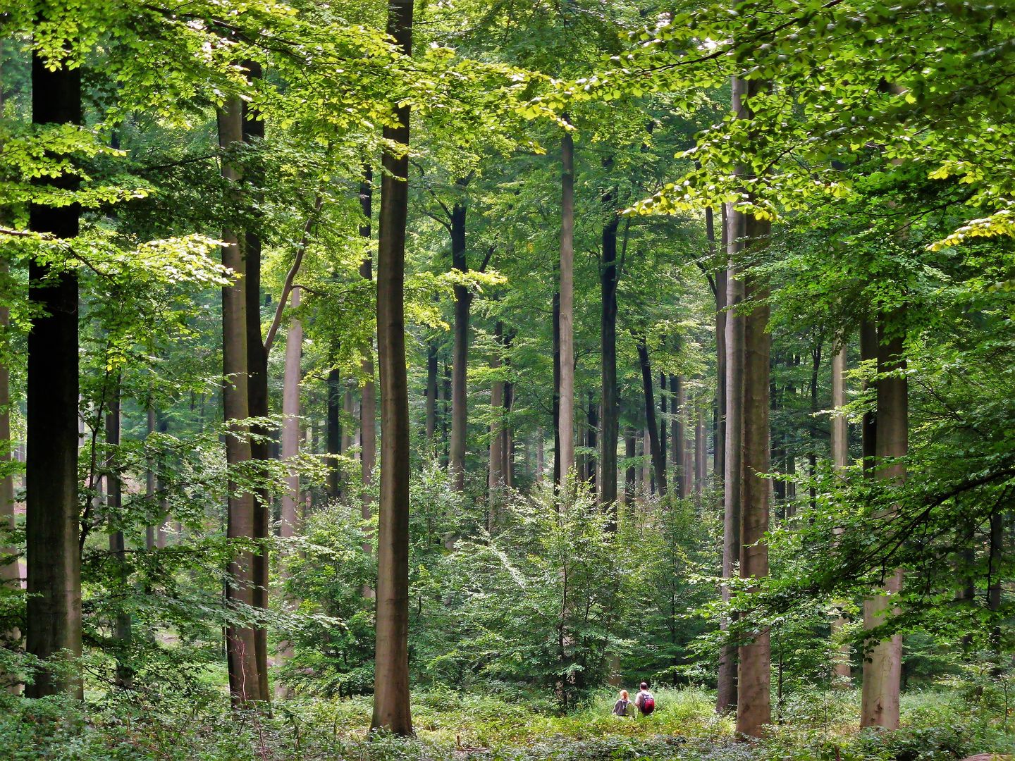 Niepokojące wnioski naukowców: zmiany klimatu hamują wzrost drzew