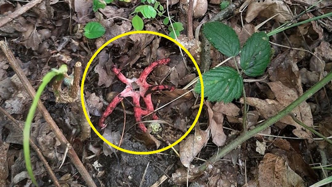 Divil’s claw, czyli „szpon diabła”.