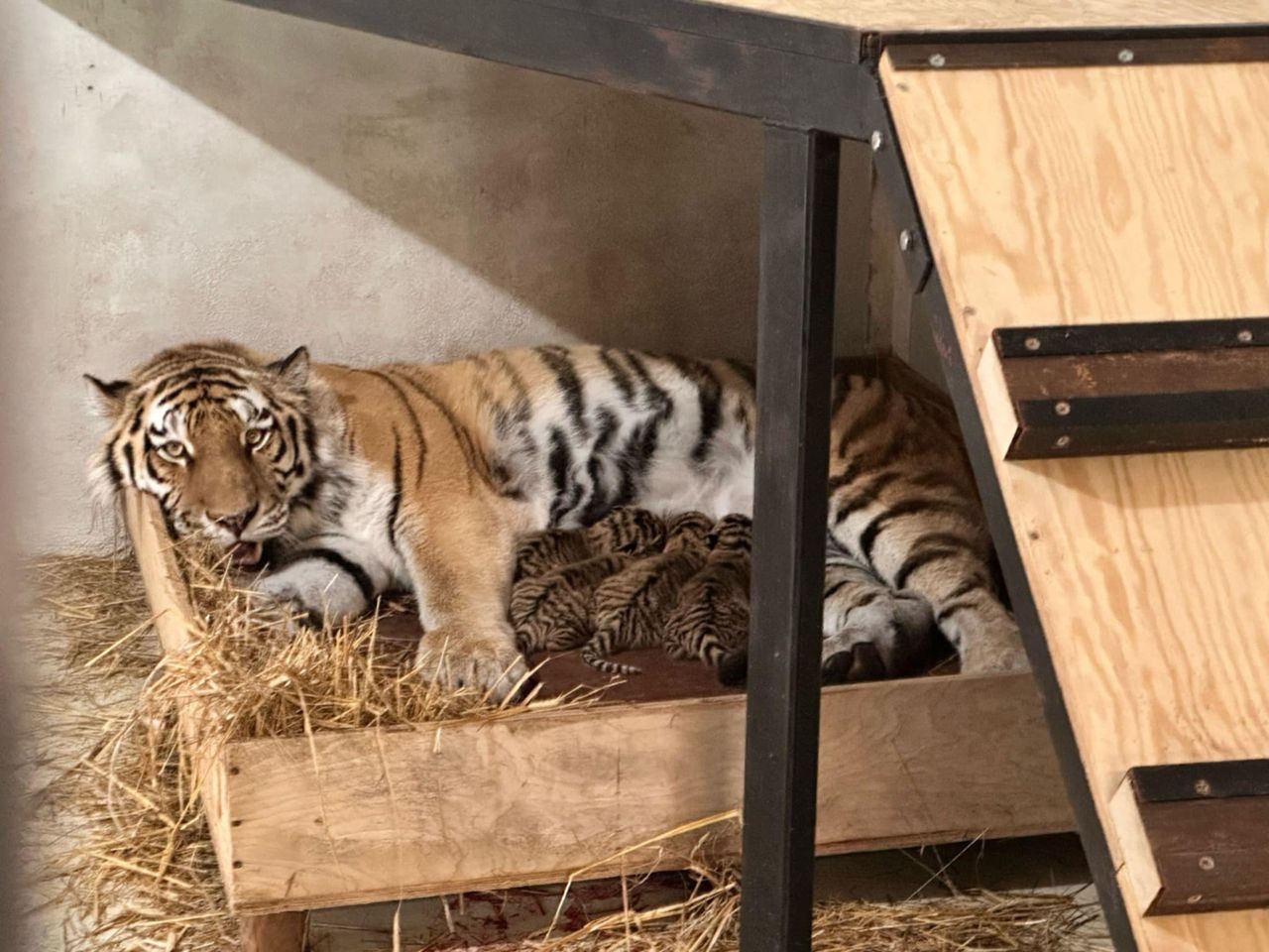 Para syberyjskich tygrysów z płockiego ZOO w majówkę została rodzicami