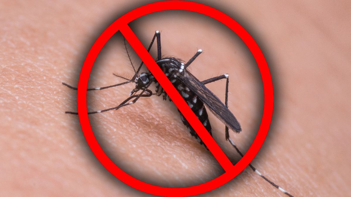 LG K7i oficjalnie. Telefon, który... odstrasza komary 1