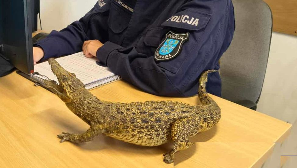 Policjanci podali się za kupujących. Autorce ogłoszenia grozi 5 lat więzienia