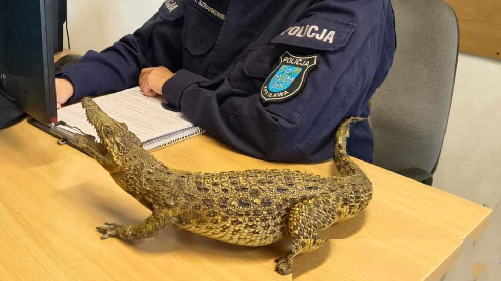 Policjanci z Iławy natrafili na nietypowe ogłoszenie