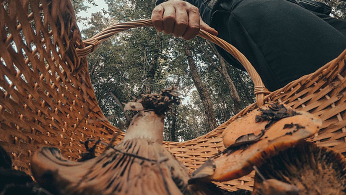 Nieodpowiedzialne zbieranie grzybów może skończyć się otrzymaniem mandatu, a nawet kary więzienia