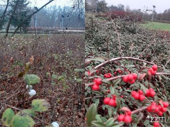 Poznań: Jesień nie odpuszcza w Parku Bambrów Poznańskich