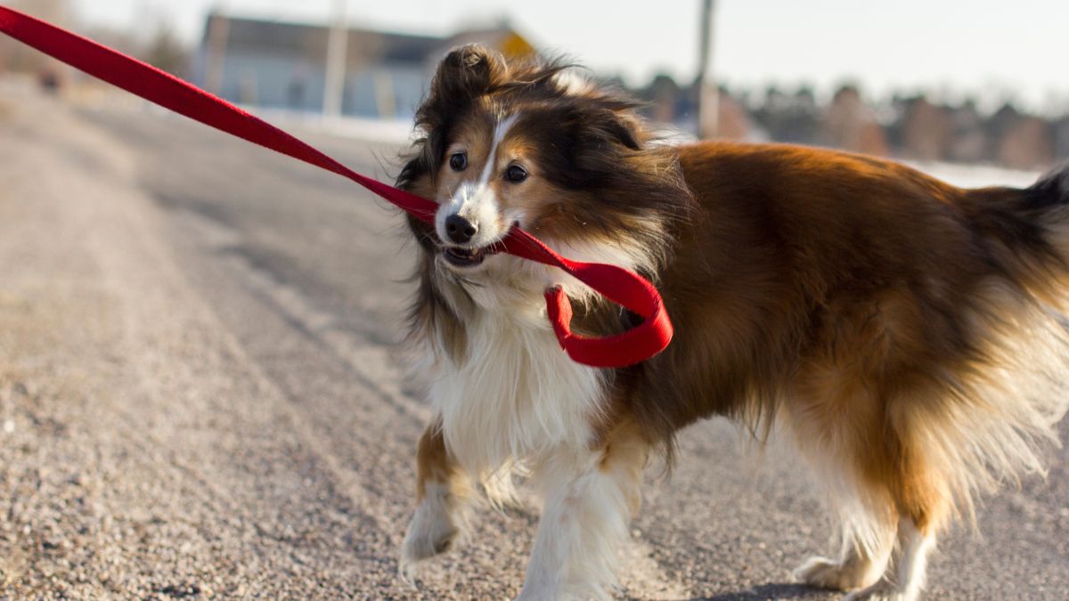 Pies ciągnie za smycz.