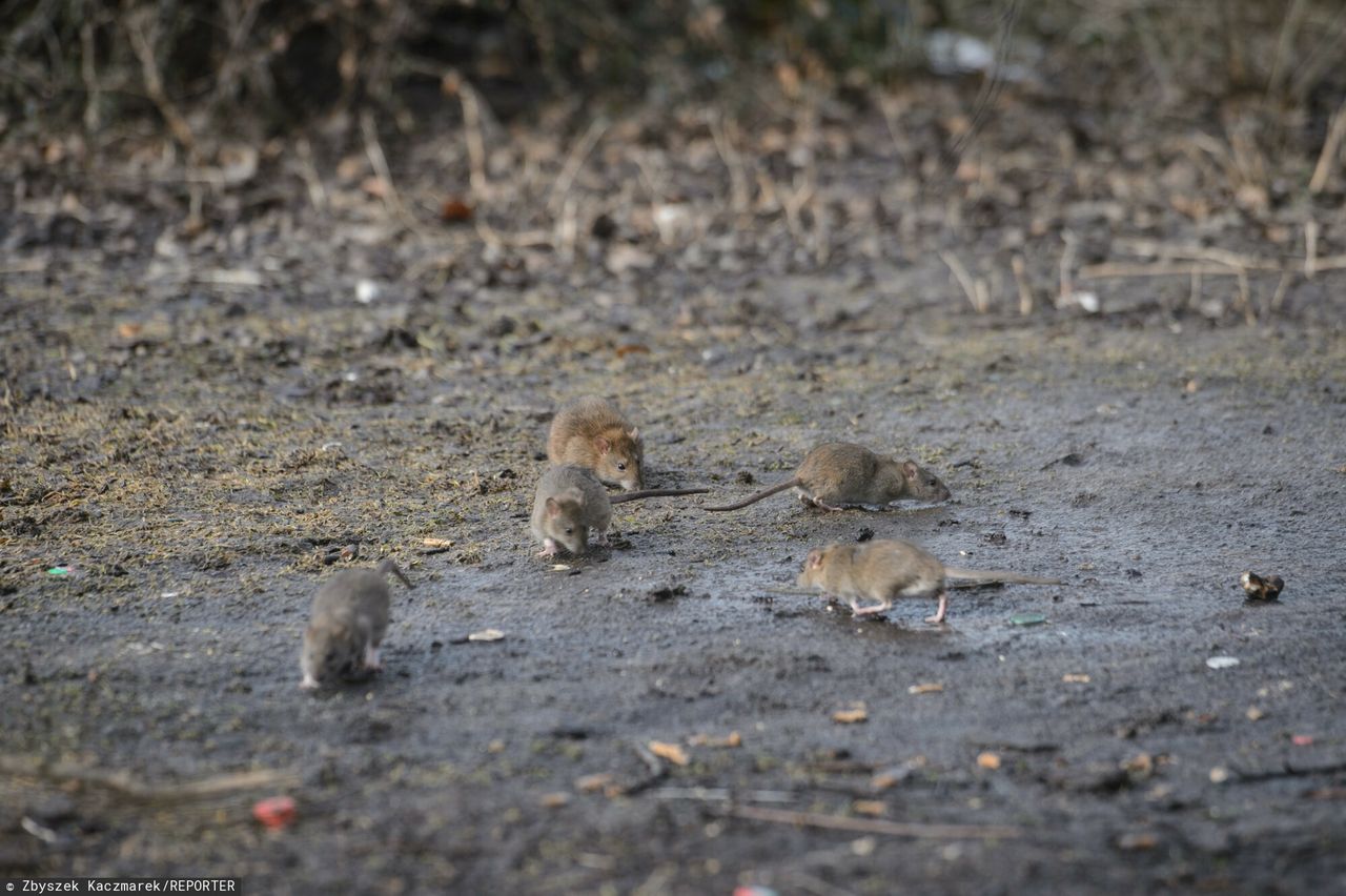 Plaga szczurów. Mogą przewyższać liczbę mieszkańców