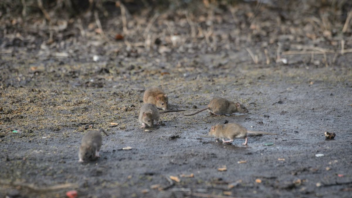Szczury w Warszawie
23.02.2021 Warszawa Plaga szczurow w centrum Warszawy. n/z dzisiatki szczurow w okolicy stacji metra Ratusz, na Placu Bankowym fot. Zbyszek Kaczmarek/REPORTER
Zbyszek Kaczmarek/REPORTER
