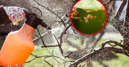 Kiedy wykonać oprysk olejem parafinowym? Nie przegap terminu