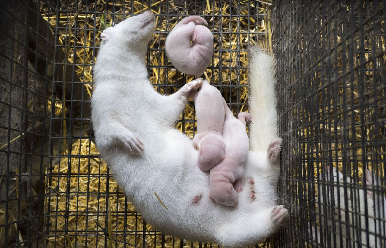 Koronawirus. Zakażone norki we Francji. Tysiąc zwierząt zostanie zabitych