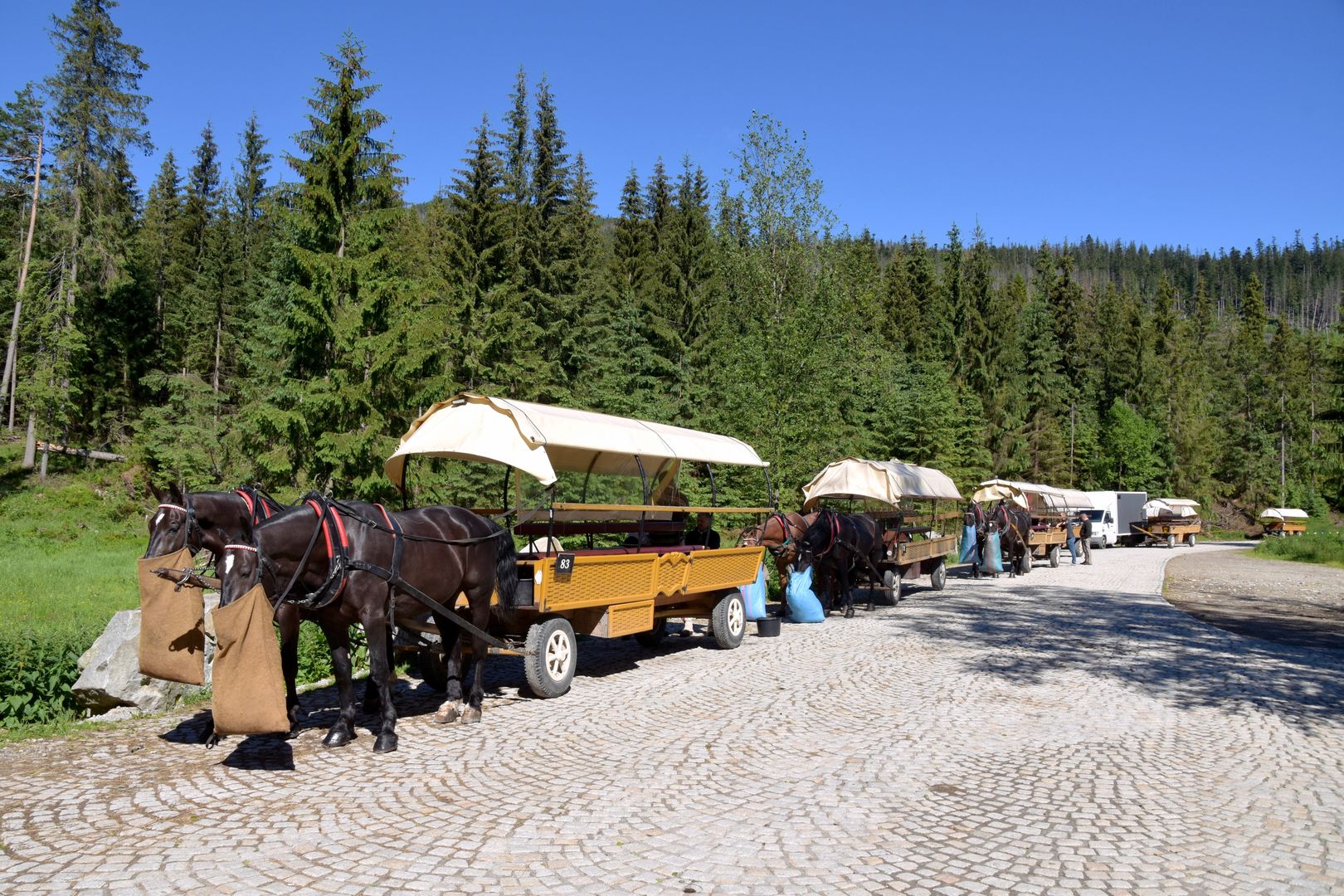 Zakopane. Koń z kulawą nogą szedł nad Morskie Oko wiązać bryczkę pełną turystów