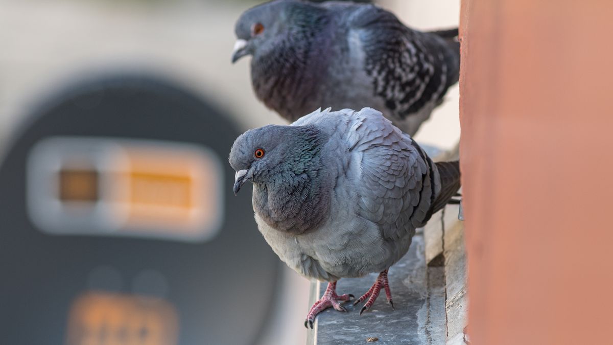 HENRYK_NIESTROJ
ptactwo, ptak, ciekawski, balkon, mieszkanie, miasto, blok, dzika natura, szare, polska, europa, siedzi, dziób, kwarantanna, miejski
