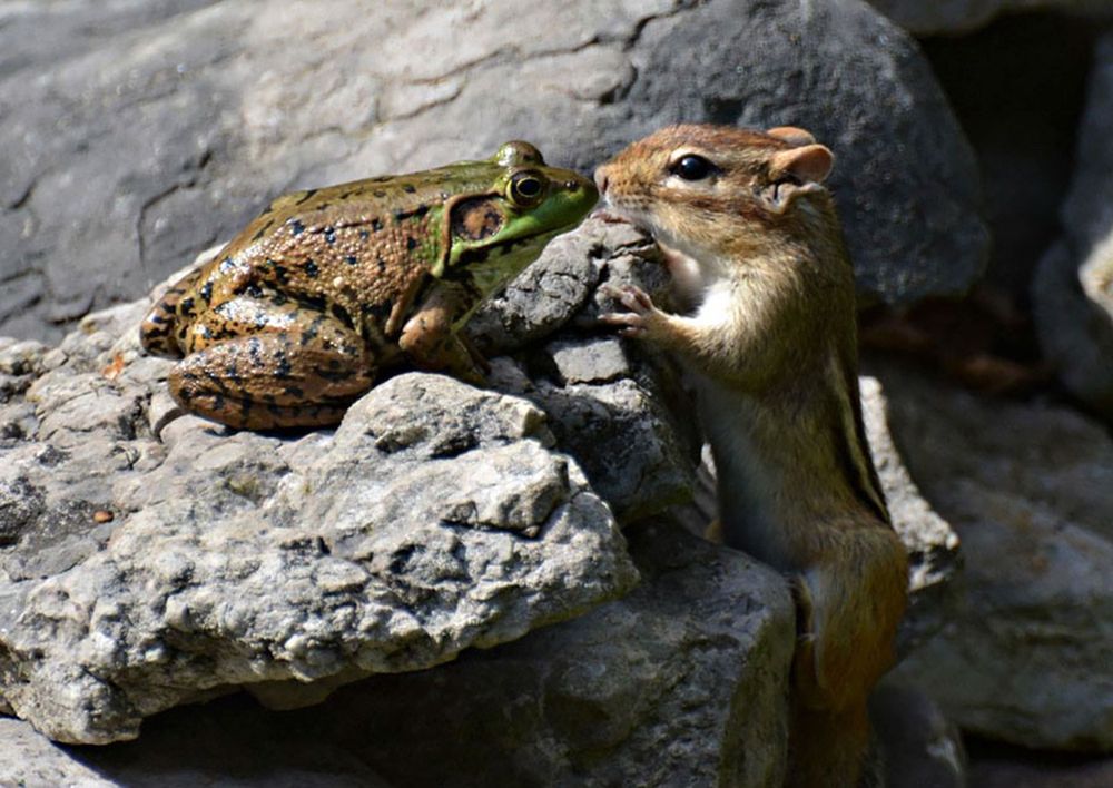 Najzabawniejsze zwierzaki konkursu Comedy Wildlife Photography Awards 2016 22