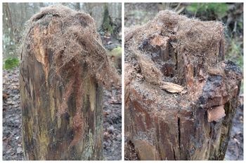 To nie peruka. Leśnik aż chwycił za telefon