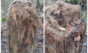 To nie peruka. Leśnik aż chwycił za telefon