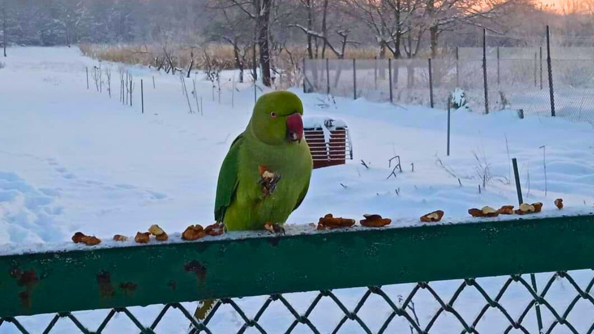 Ta papuga stała się prawdziwym hitem!