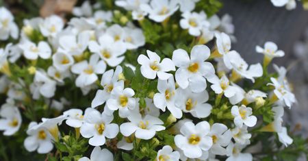 Posadź zamiast pelargonii. Jest łatwa w uprawie i kwitnie do jesieni