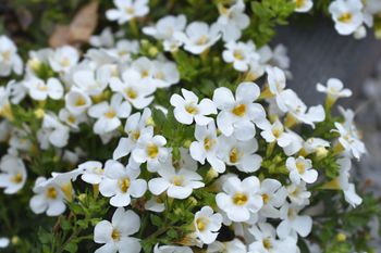 Posadź zamiast pelargonii. Jest łatwa w uprawie i kwitnie do jesieni