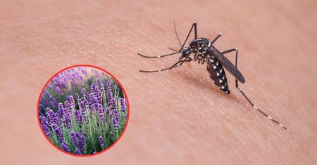 Koniecznie posadź w ogrodzie. Pięknie pachnie i przepędza niechciane insekty