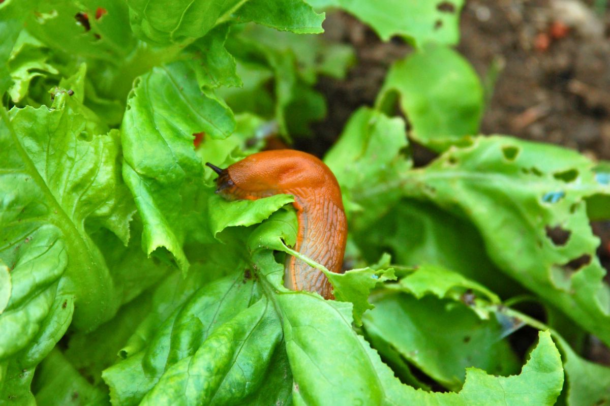 This is how I get rid of snails from the garden.