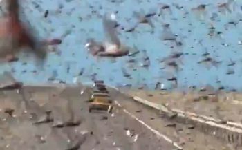 Biblijne obrazki w Saharze. Dopadła ich plaga