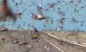 Biblijne obrazki w Saharze. Dopadła ich plaga