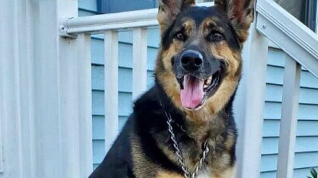 Sadie suczka rasy owczarek niemiecki