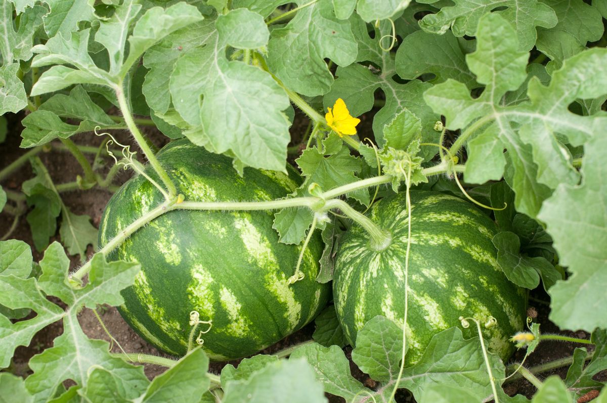 Na plantacjach arbuzów rolnicy liczą straty