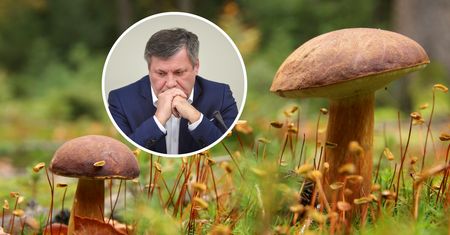 "Mam fatalne informacje". Susza uderzyła w grzybiarzy