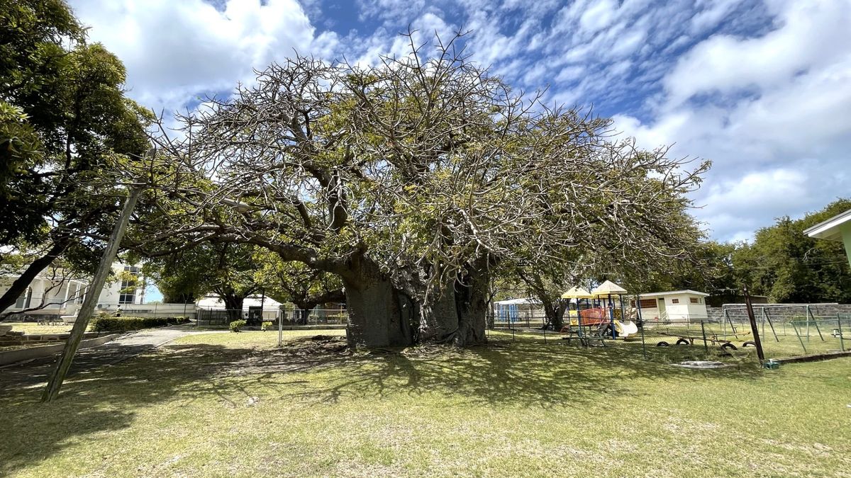 Baobab na Barbadosie ma około tysiąca lat