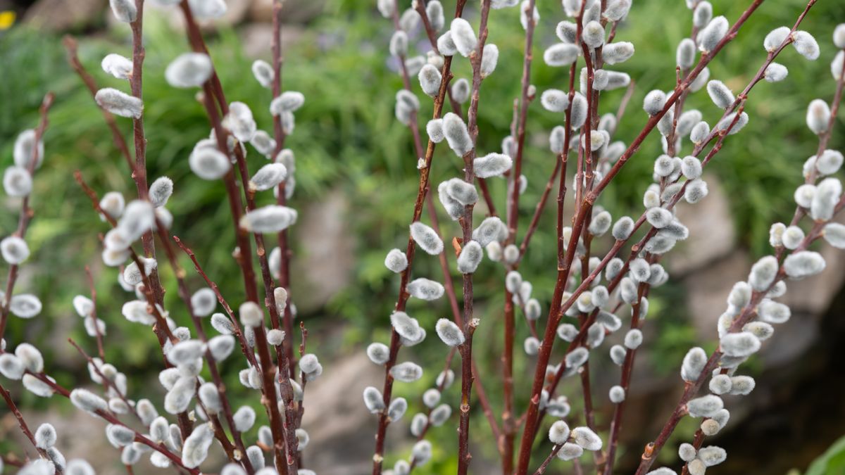 Bazie to nie tylko dekoracja