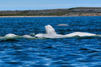 Historyczna chwila w Holandii. Wielki powrót po 60 latach