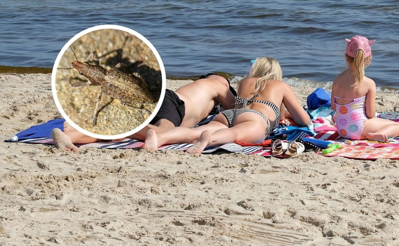 Plażowicze skarżą się na robaki