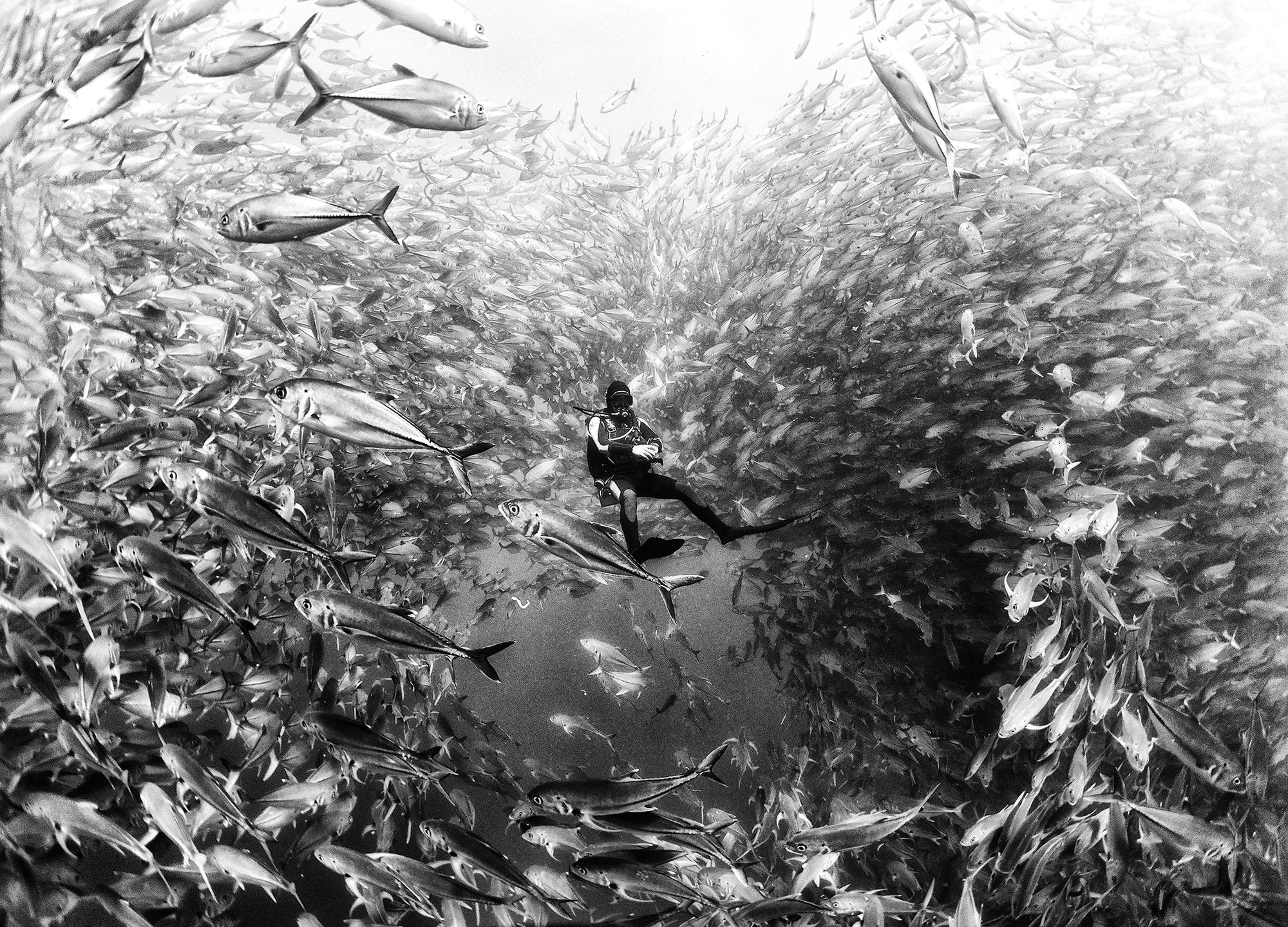 Piękno głębin oceanu pokazane w czerni i bieli 3