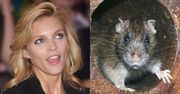 Anja Rubik pozuje we włoskim "Vogue'u" ZE SZCZURAMI na głowie (ZDJĘCIA)