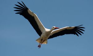 Polskie bociany zaskoczyły naukowców. Taki sojusz tworzą w Afryce