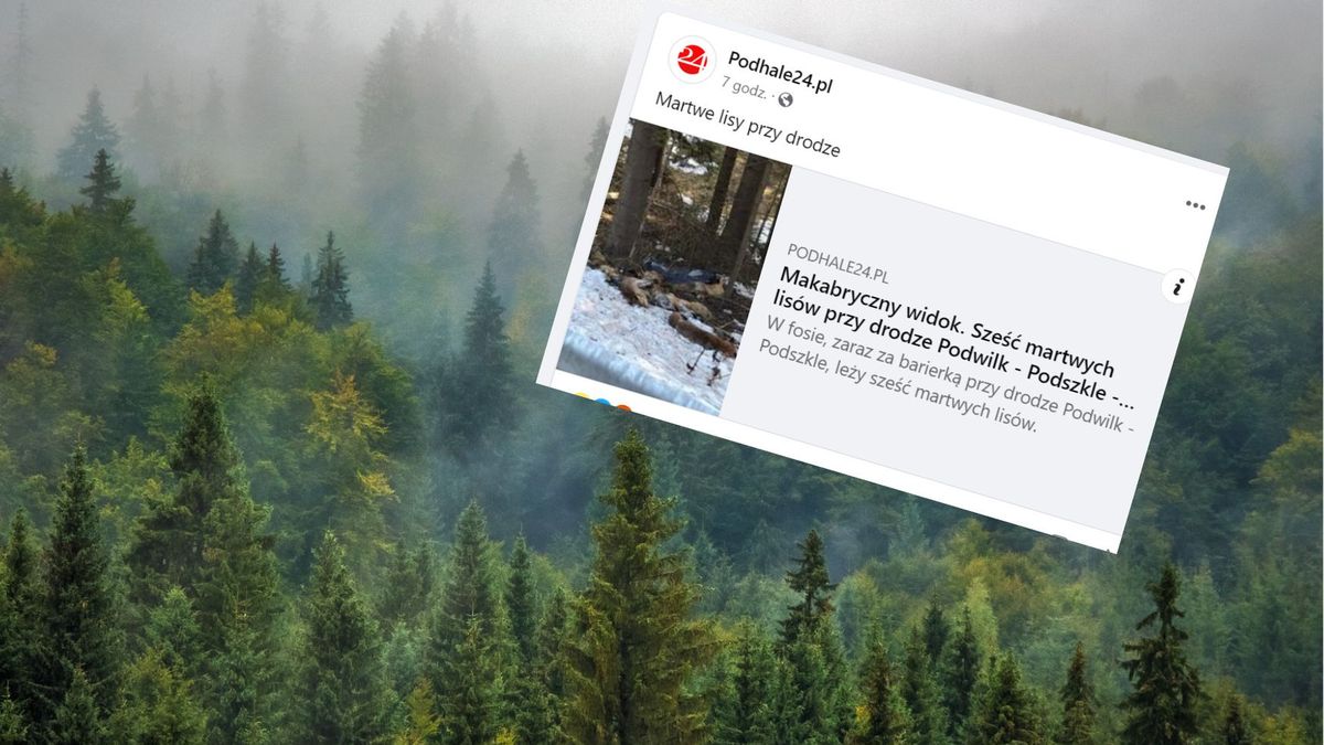 Martwe lisy znalezione na Podhalu