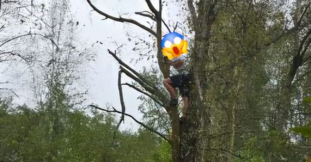 Turysta najadł się strachu. W popłochu przed dzikiem uciekł na drzewo