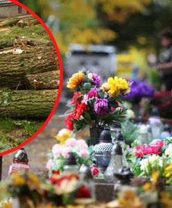 Zniszczone drzewa na cmentarzu. Ponad pół miliona złotych kary dla parafii