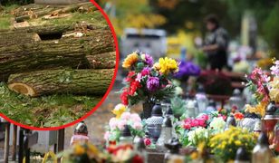 Zniszczone drzewa na cmentarzu. Ponad pół miliona złotych kary dla parafii